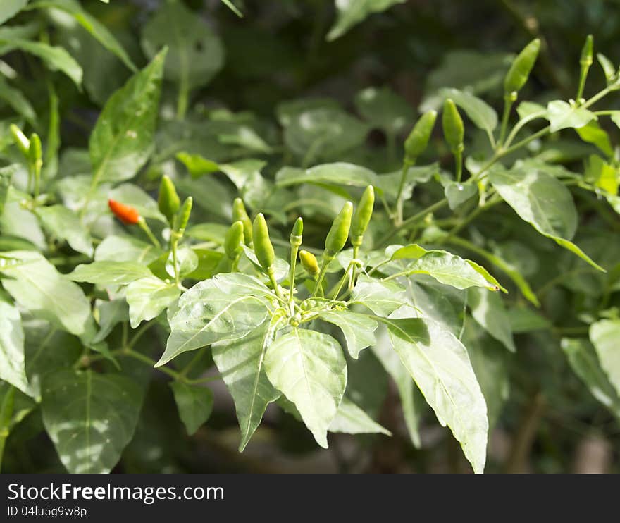 Chillis on the plant, thai food ingredient. Chillis on the plant, thai food ingredient