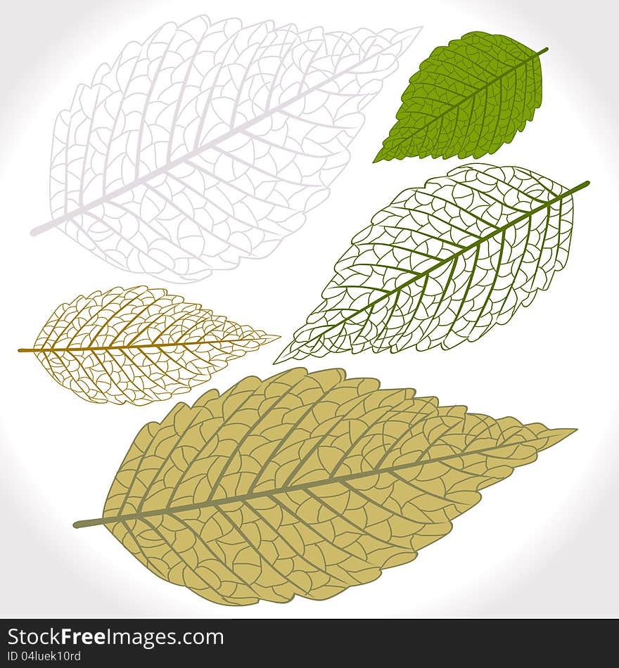 Vector leaf on white background