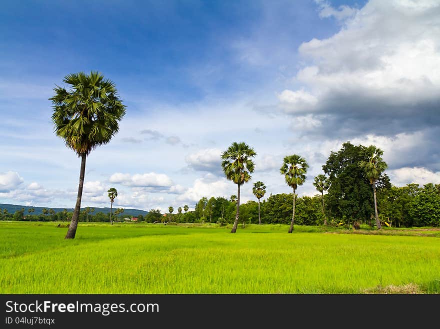 Toddy palm