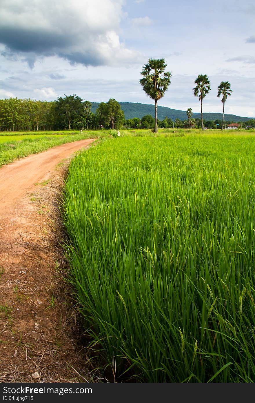 Rice field and road