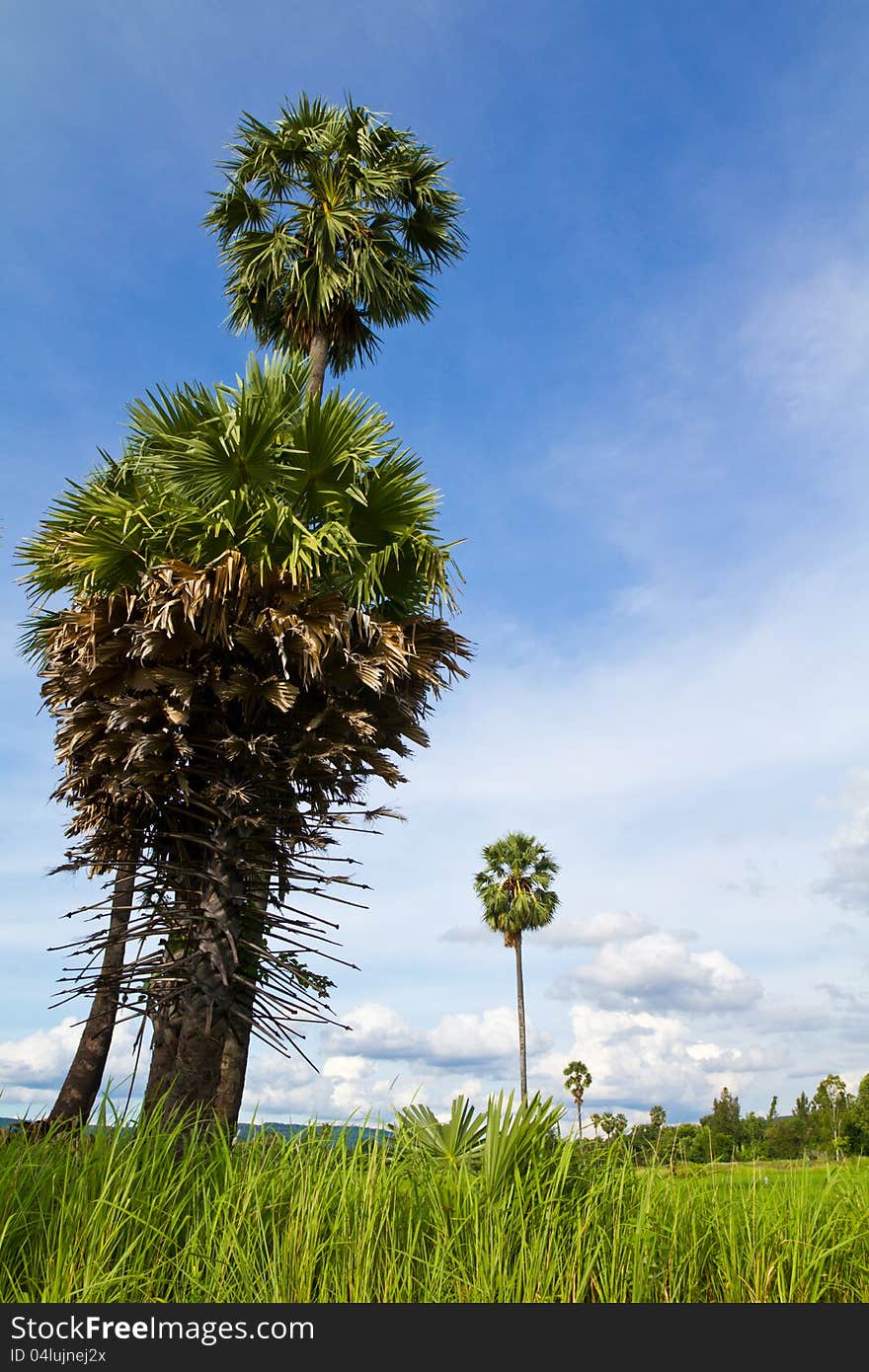 Toddy palm