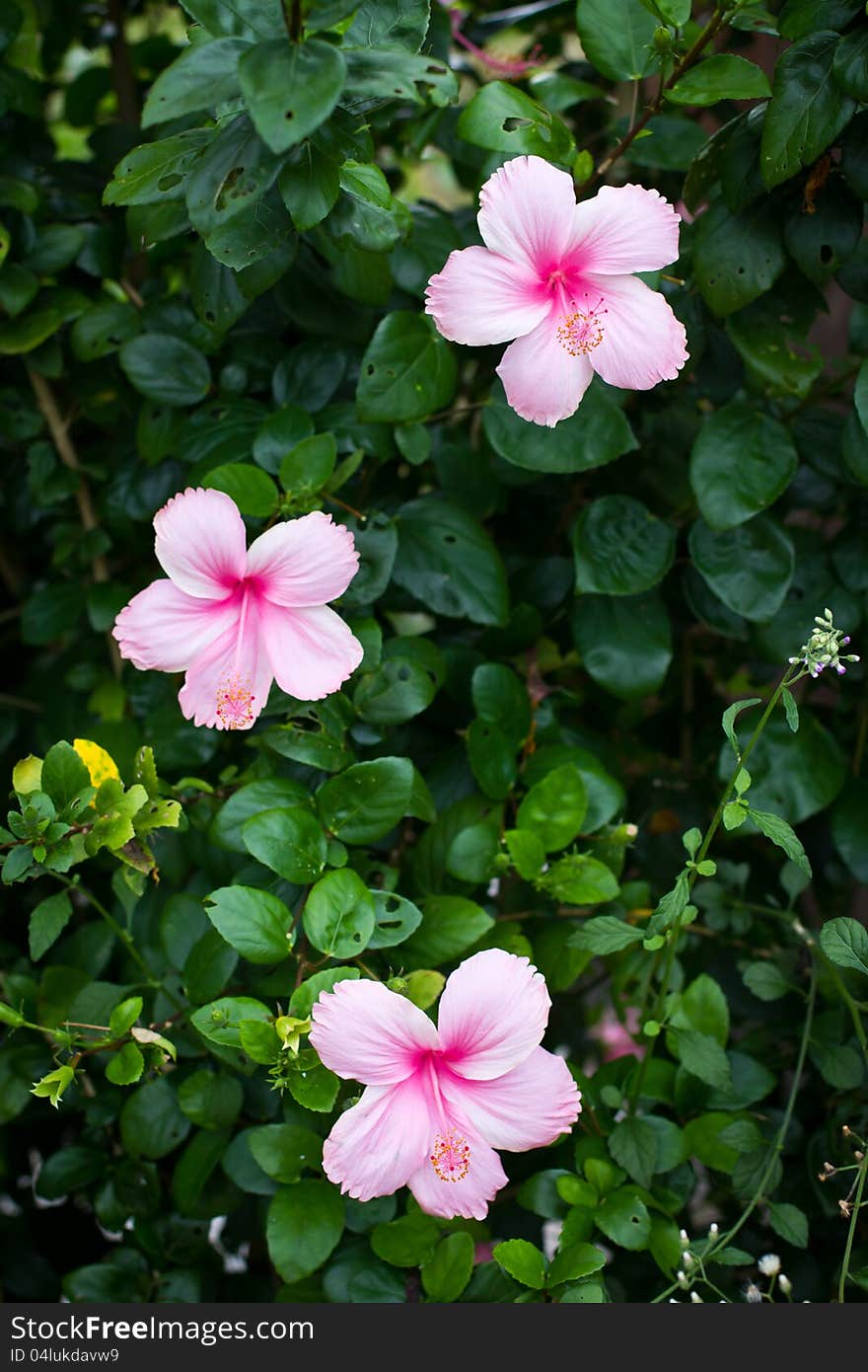 Hibiscus Flowers