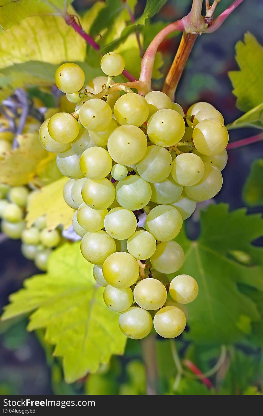 Closeup of a green bunch of grapes hanging in a vineyard