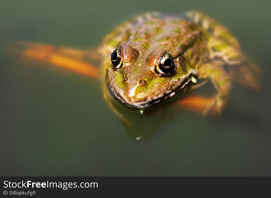 Frog