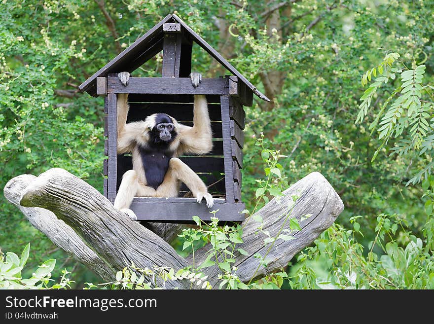 White Cheeked Gibbon or Lar Gibbon with Family