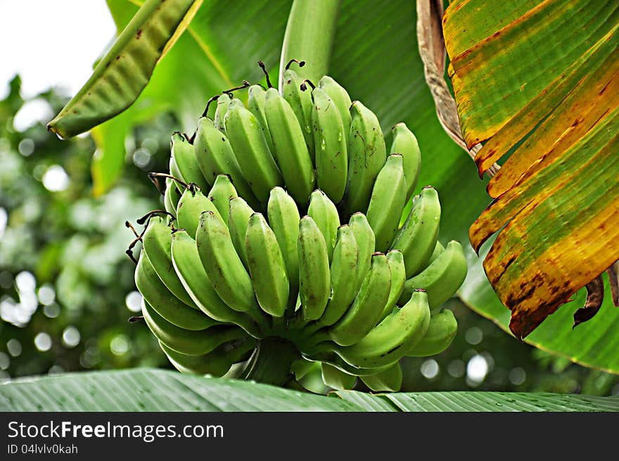 Bunch of green bananas on the tree