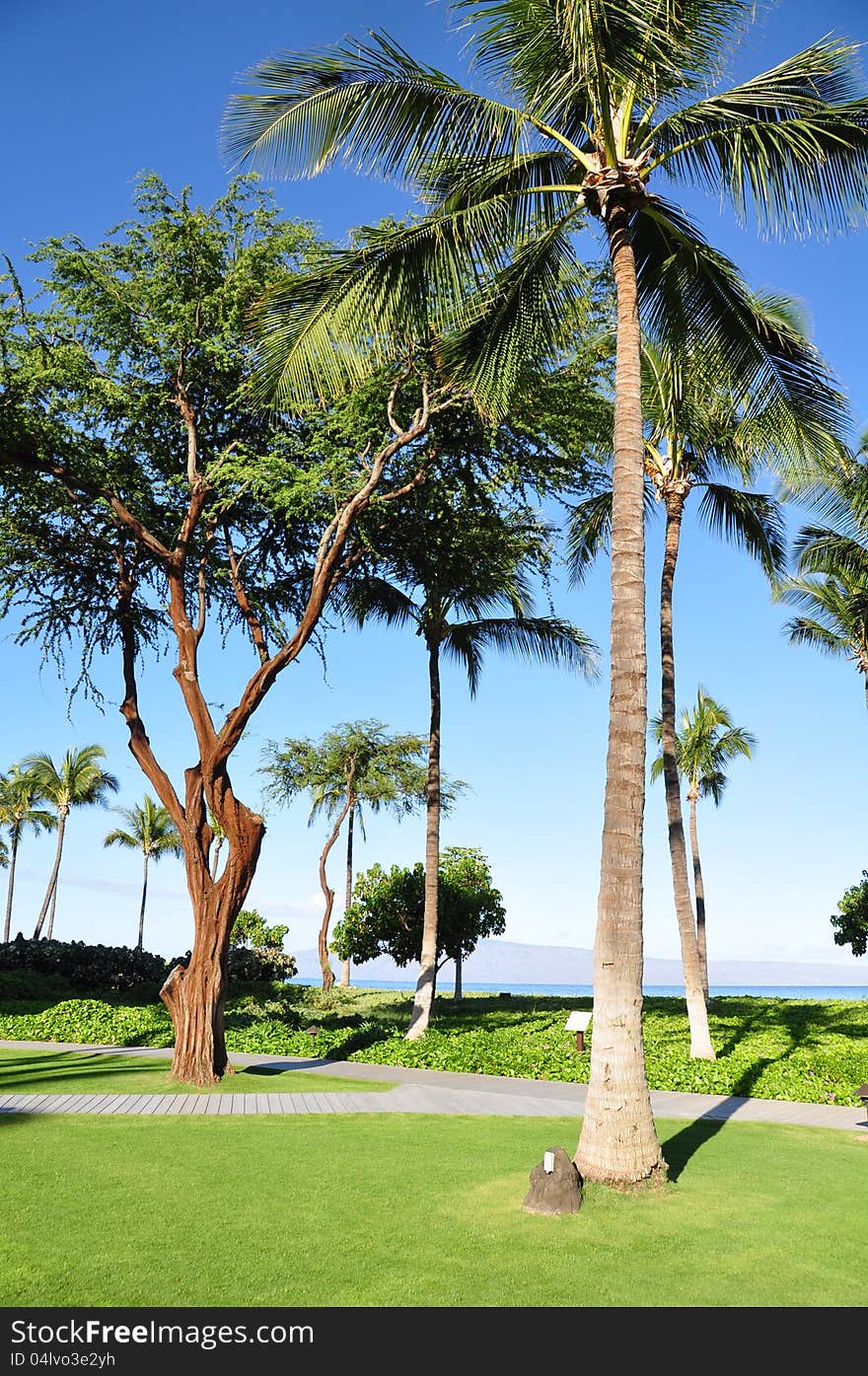 Palm trees on Maui along the Kaanapli beach front walking path. Palm trees on Maui along the Kaanapli beach front walking path.