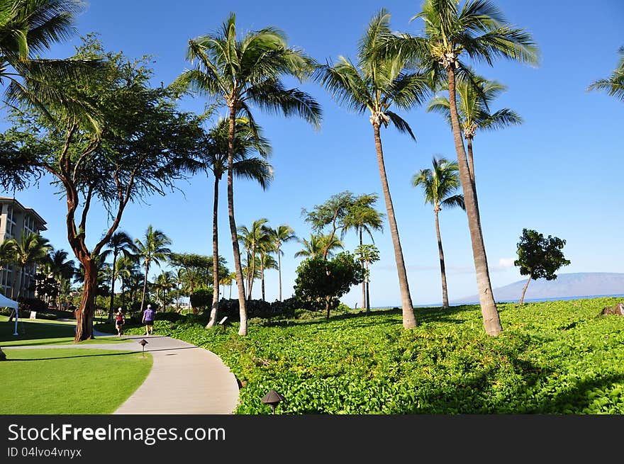 Palm trees and condos, Maui