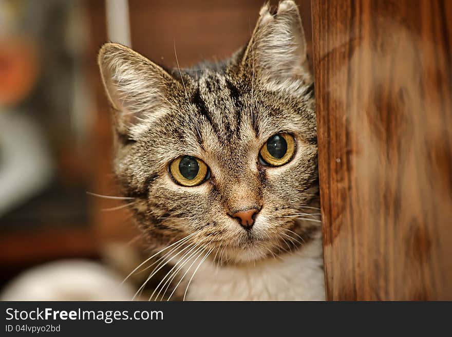 Beautiful grey and white tabby cat. Beautiful grey and white tabby cat