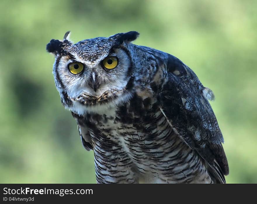 Great Horned Owl, &x28;Bubo virginianus&x29