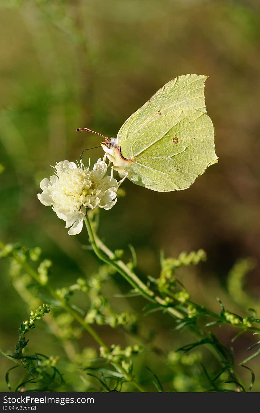 Butterfly on Flower. Brimstone. Gonepteryx rhamni