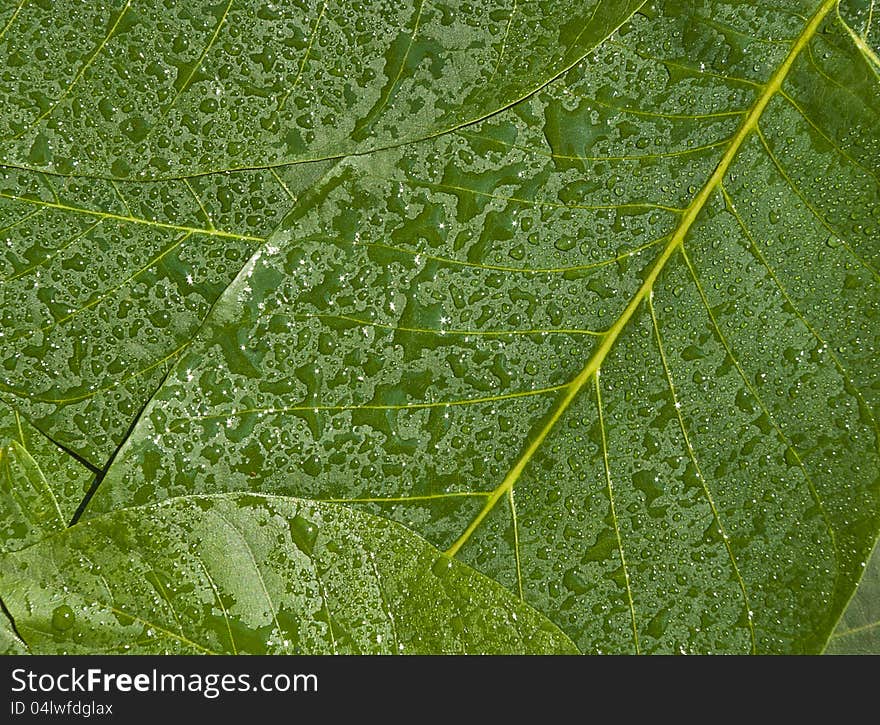 Green leaves with many drops, as a background