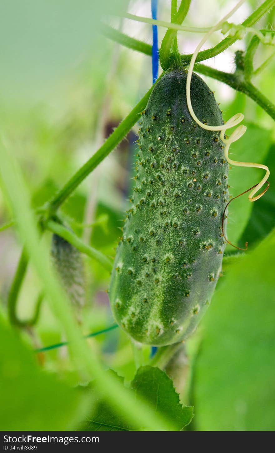 Cucumber Growing On Branch