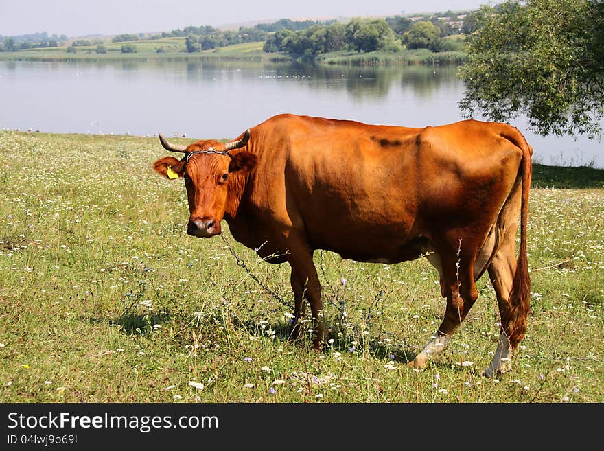 Cow on to the meadow