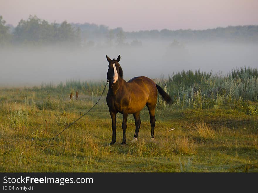 Ginger is a horse in a pasture in the early morning fog on the background. Ginger is a horse in a pasture in the early morning fog on the background.