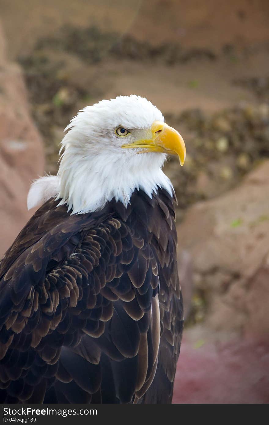 Eagle in Jungle Park 3