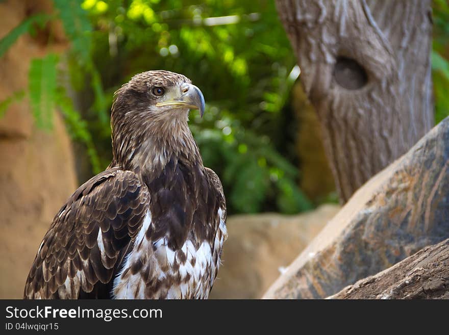 Eagle In Jungle Park 2