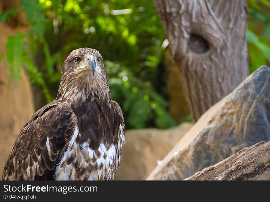 Eagle In Jungle Park