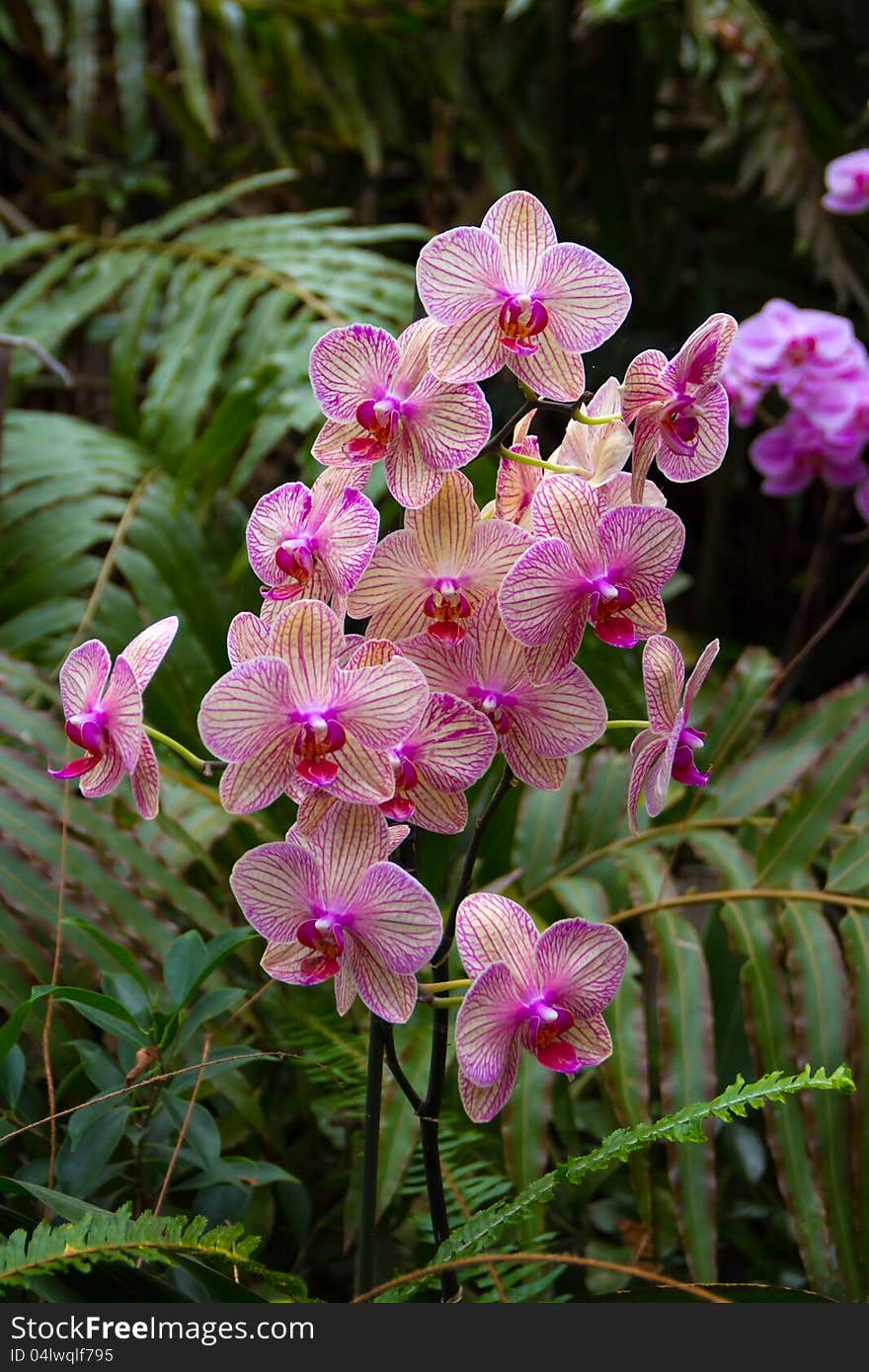 Orchids in Loro Park