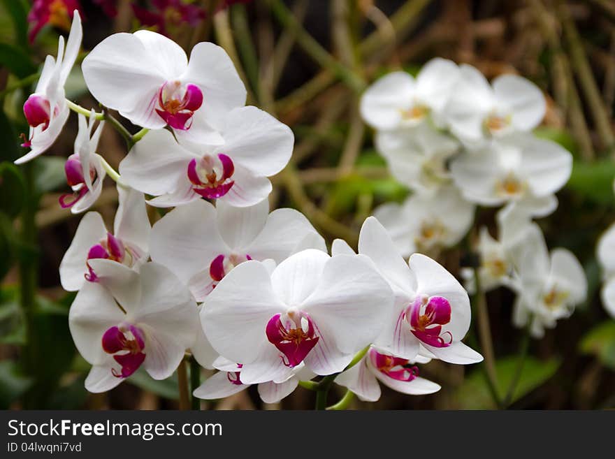 Orchids in Loro Park