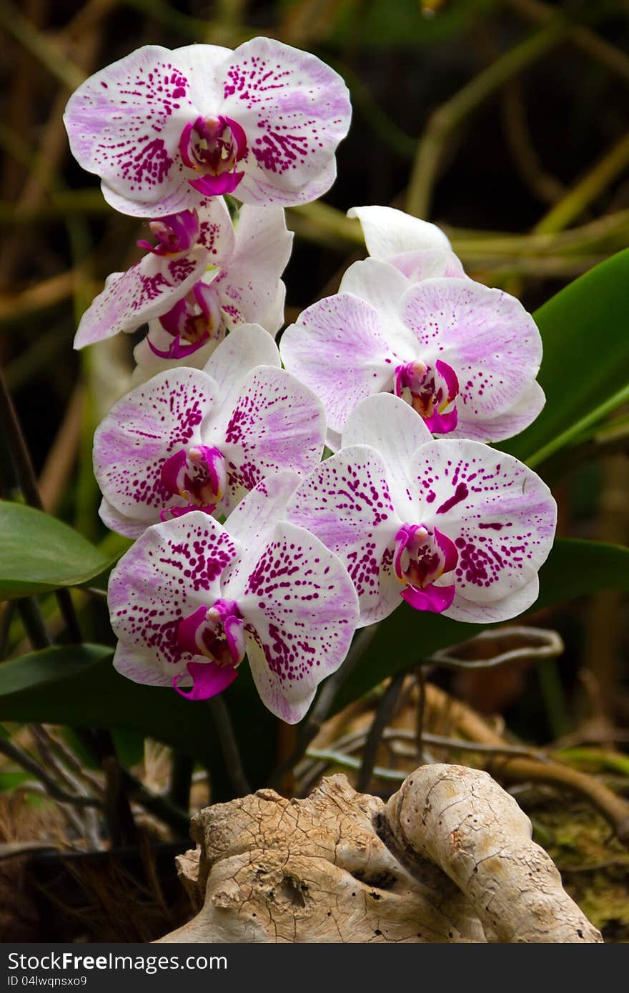 Orchids in Loro Park