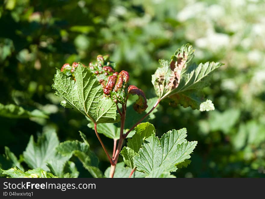 Aphid blisters, damage on red currant leaves. Aphid blisters, damage on red currant leaves.