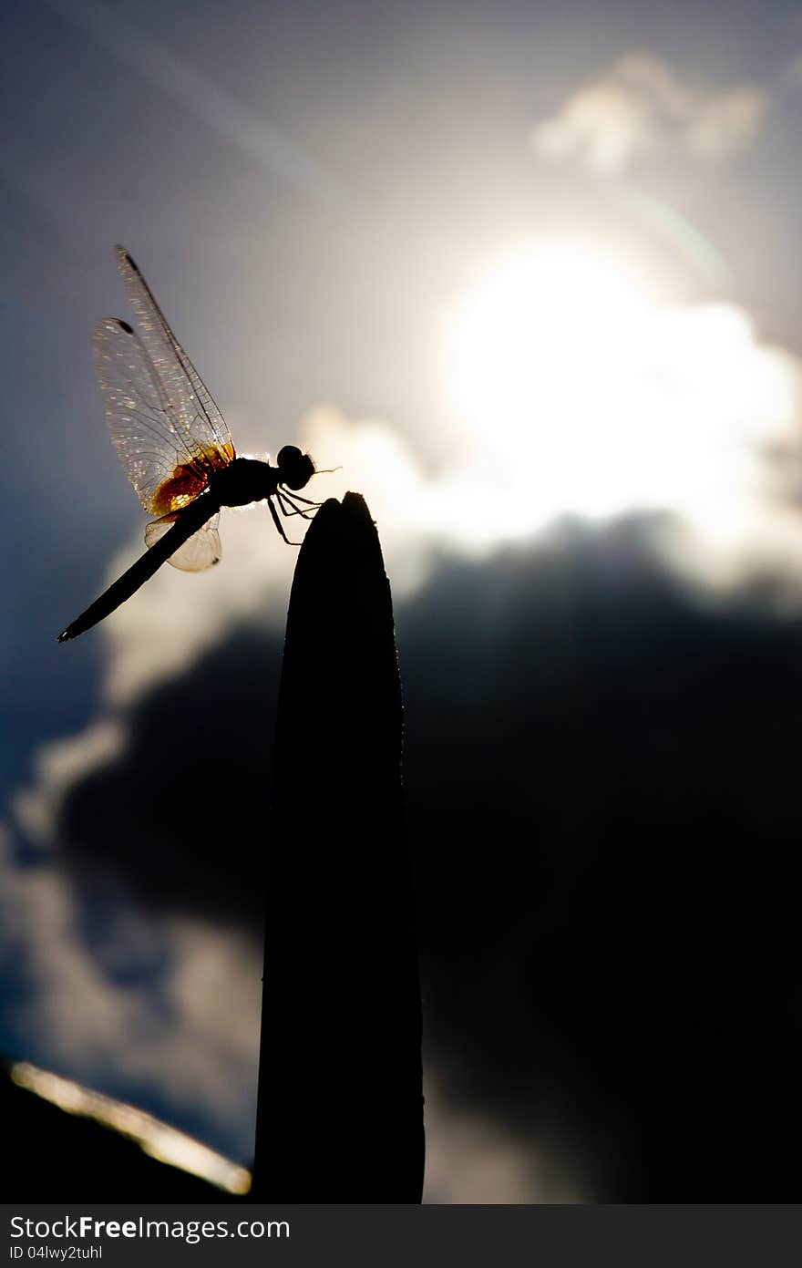 Silhouette of dragonfly and sun background