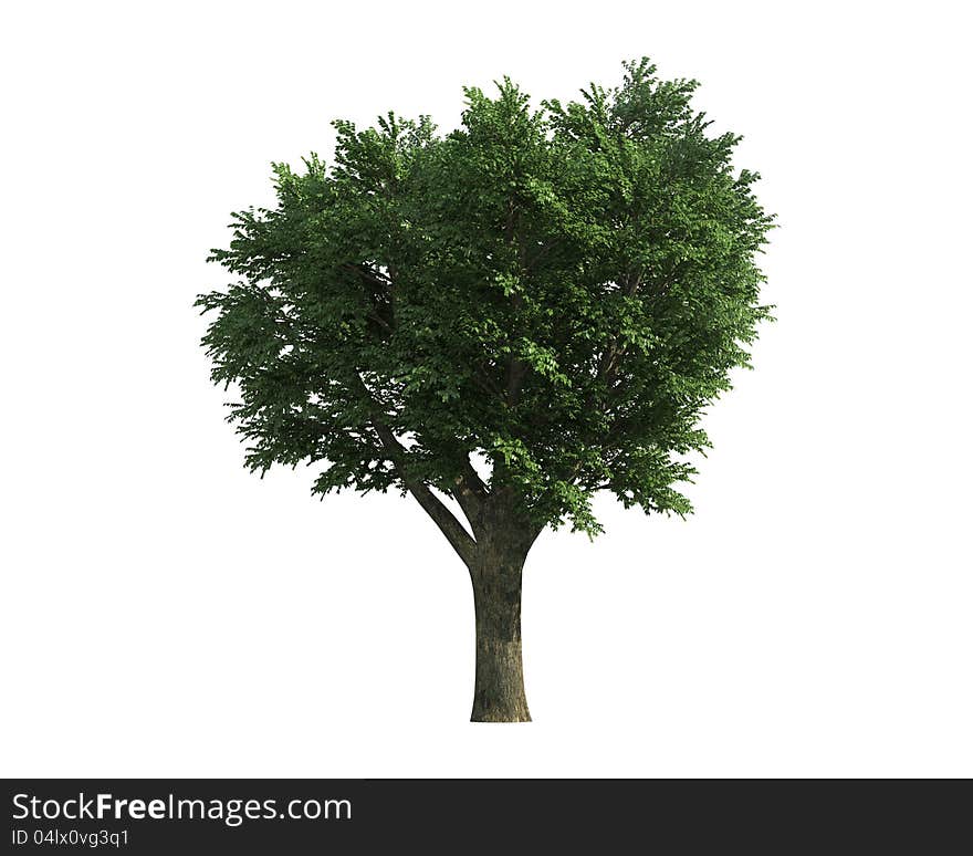 Green Tree isolated on a white background