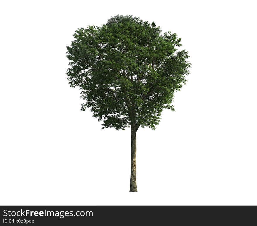 Green Tree isolated on a white background