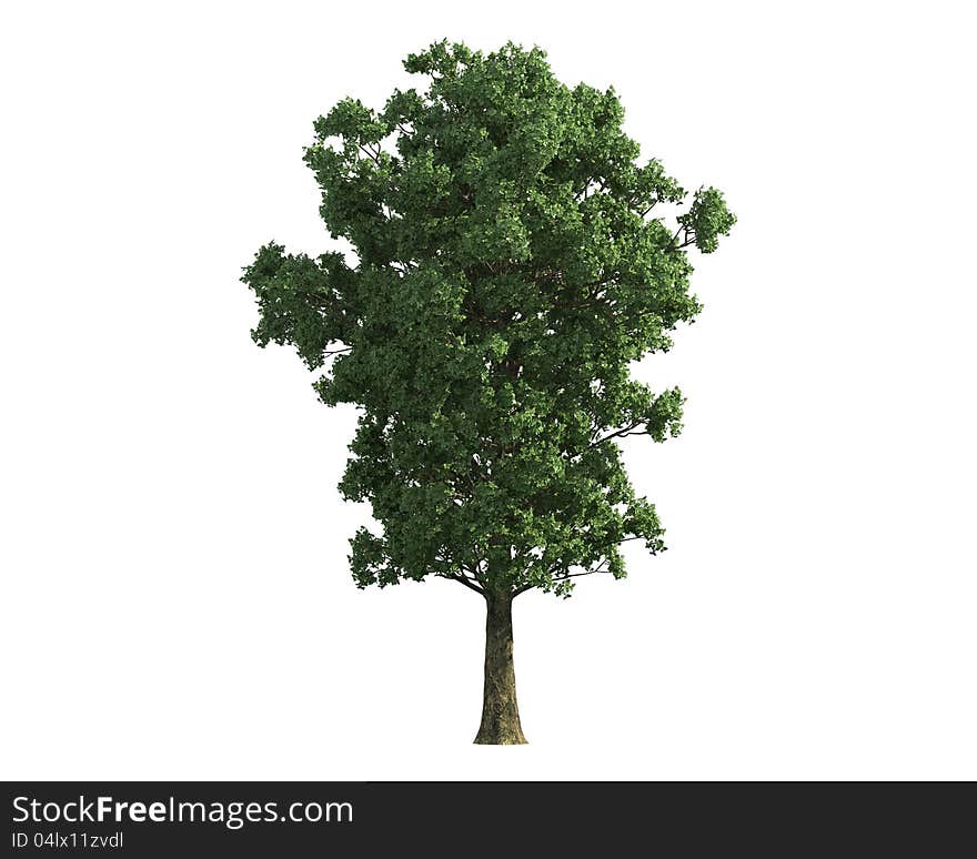 Green Tree isolated on a white background