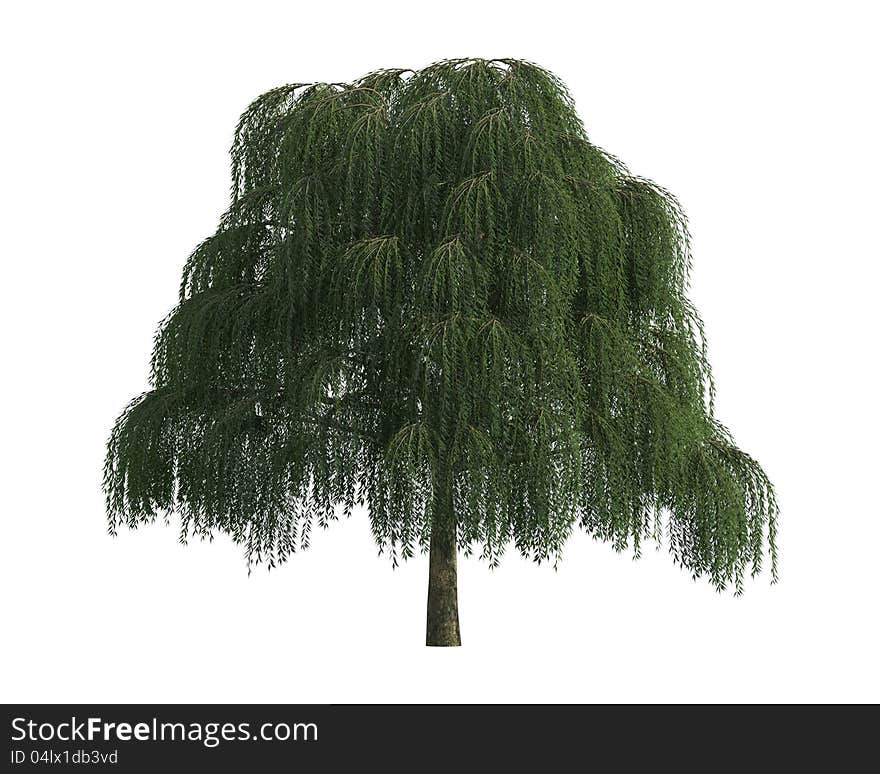 Green Tree isolated on a white background