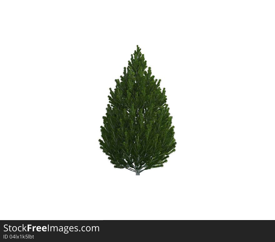 Tree isolated on a white background