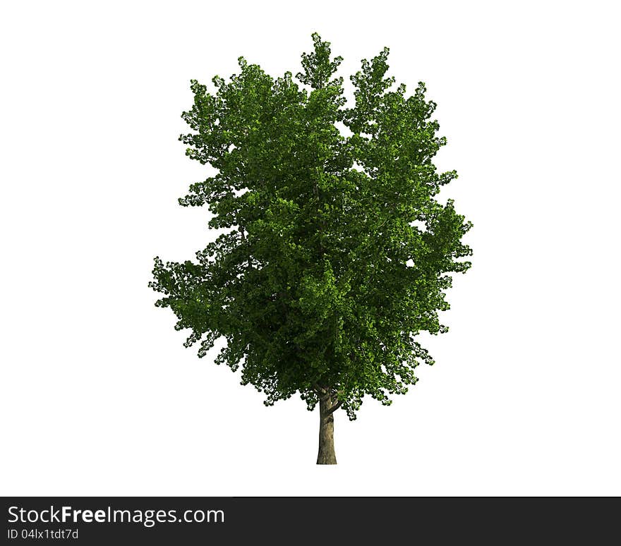 Green Tree isolated on a white background