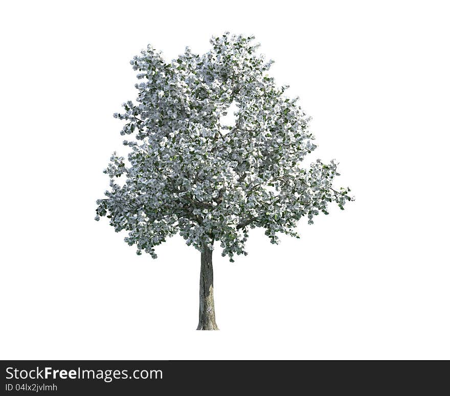 Green Tree isolated on a white background