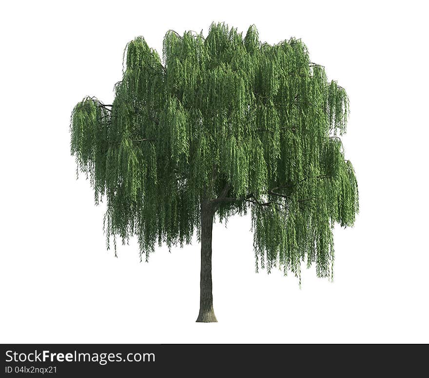 Green Tree isolated on a white background