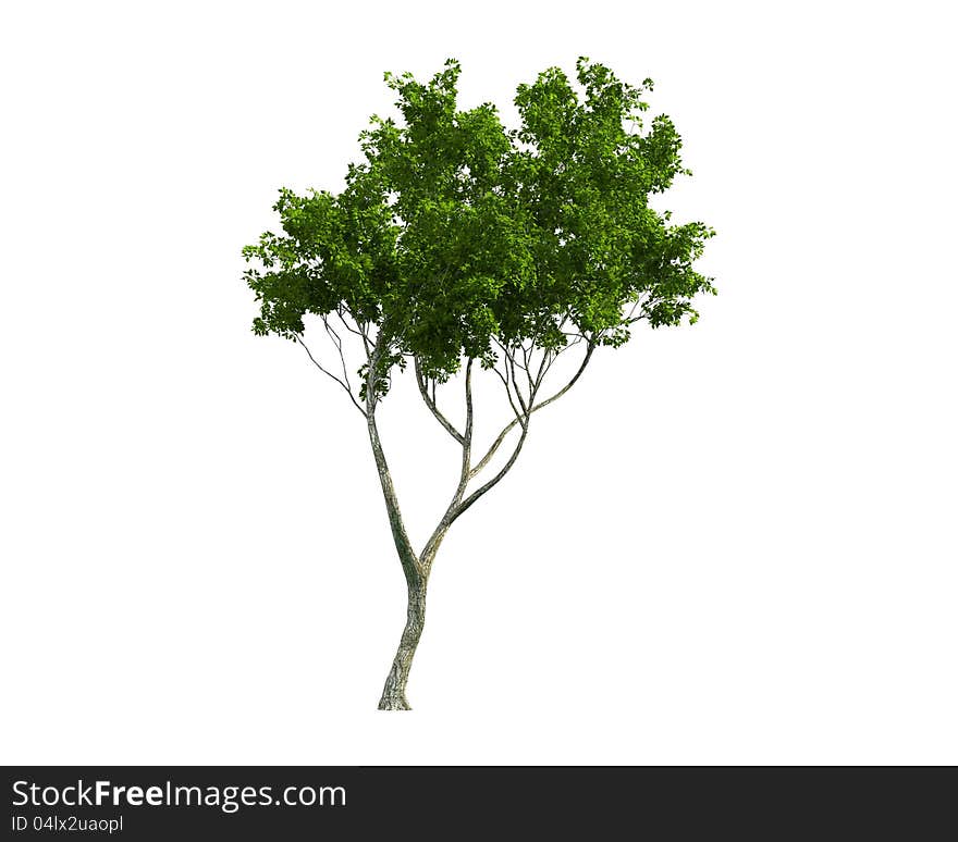 Green Tree isolated on a white background