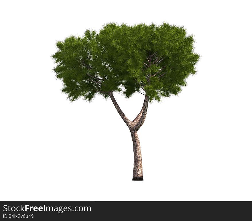 Tree isolated on a white background