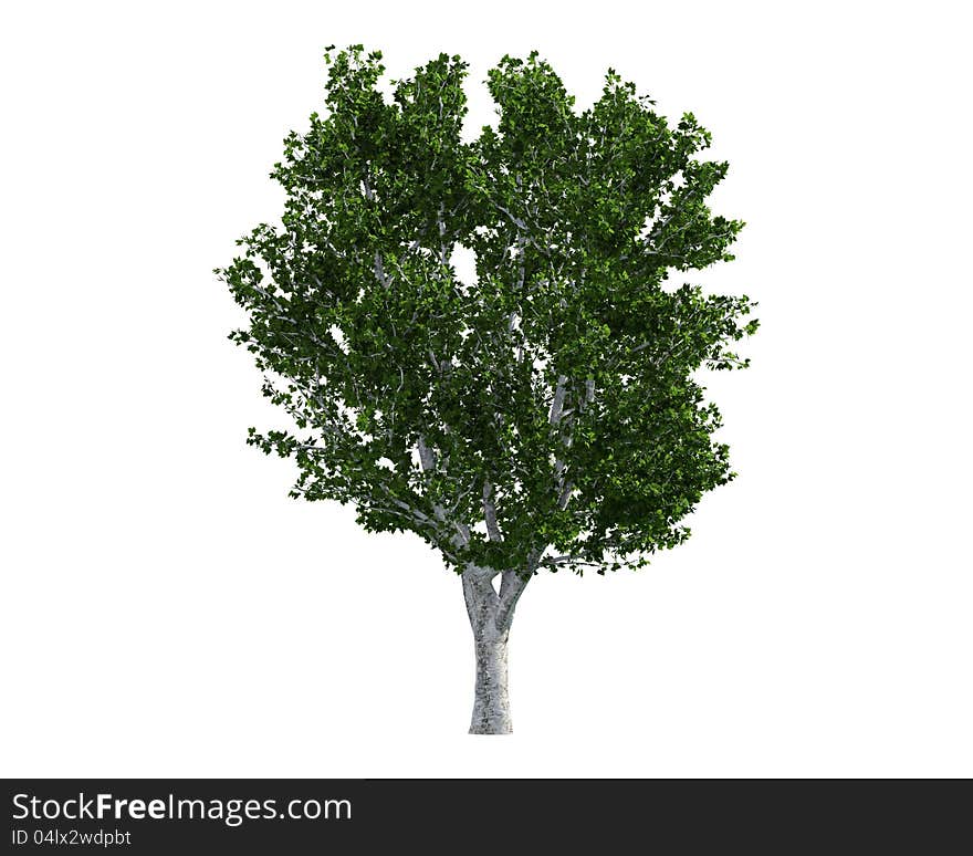 Tree isolated on a white background