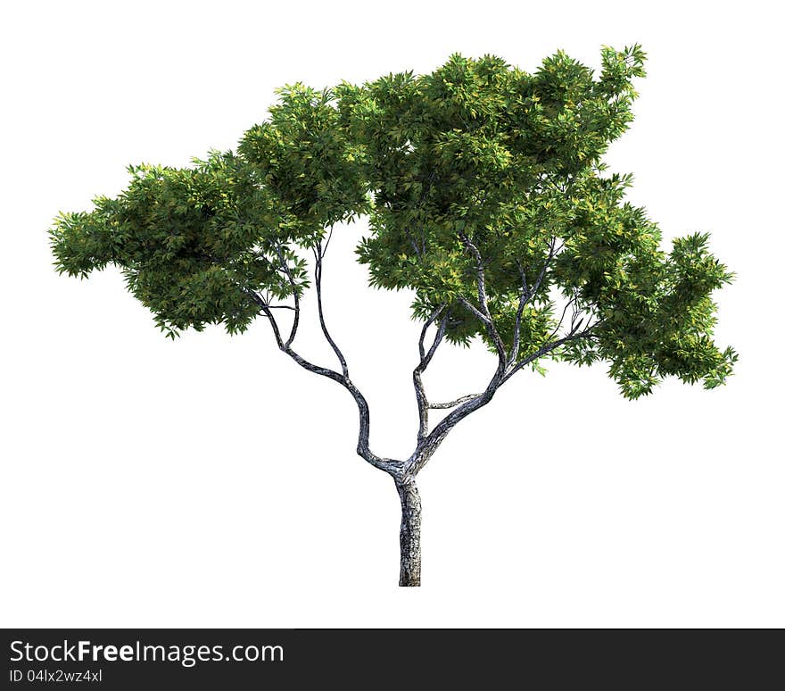 Tree Isolated On A White Background