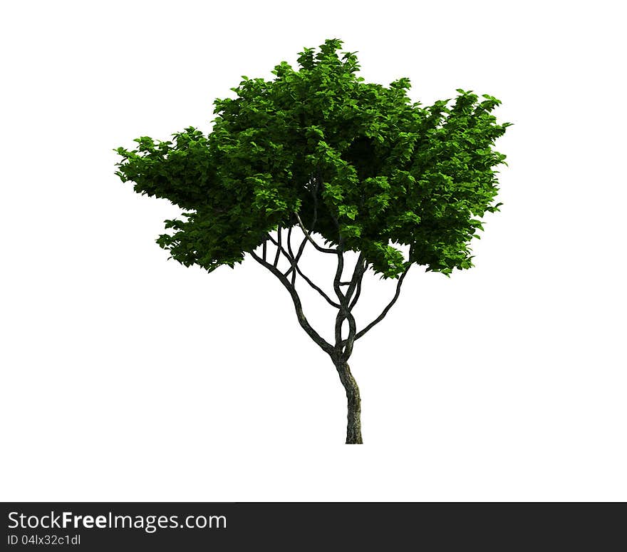 Tree isolated on a white background