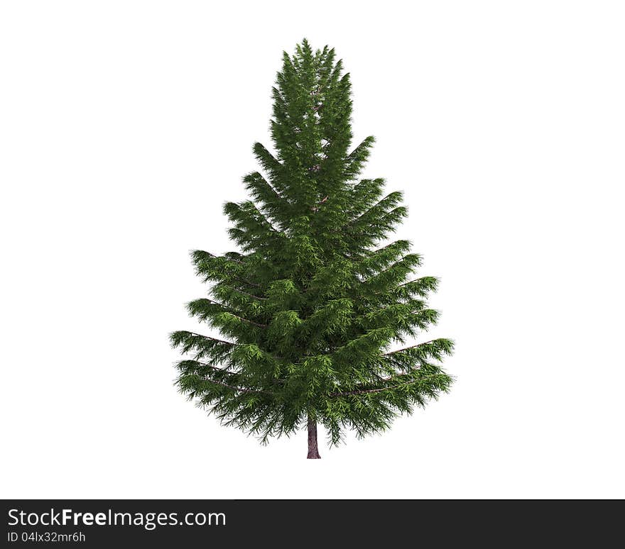 Tree isolated on a white background