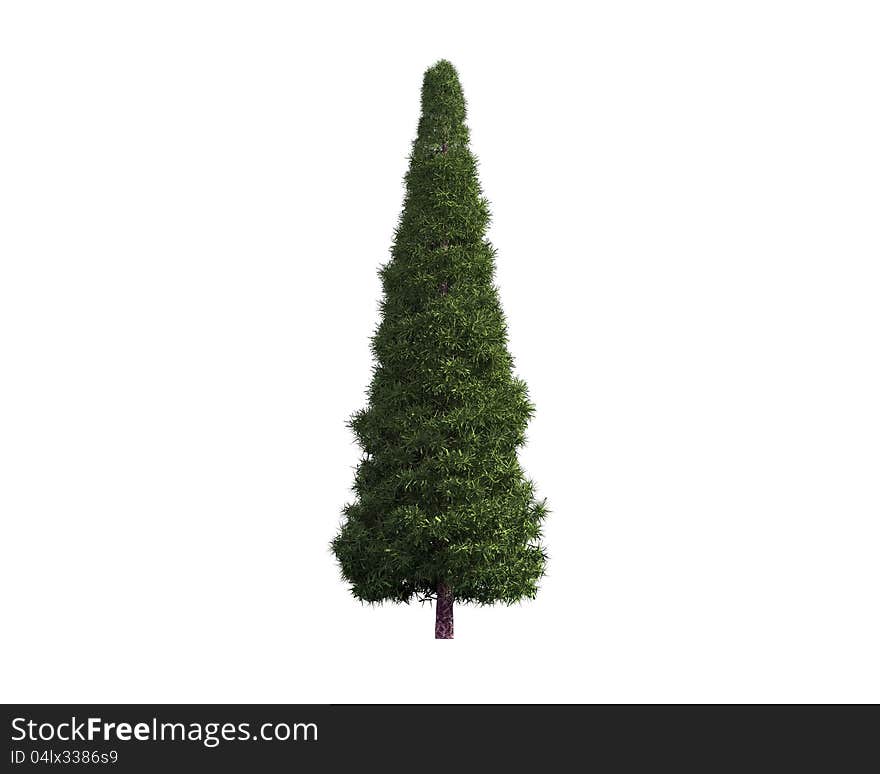 Tree isolated on a white background