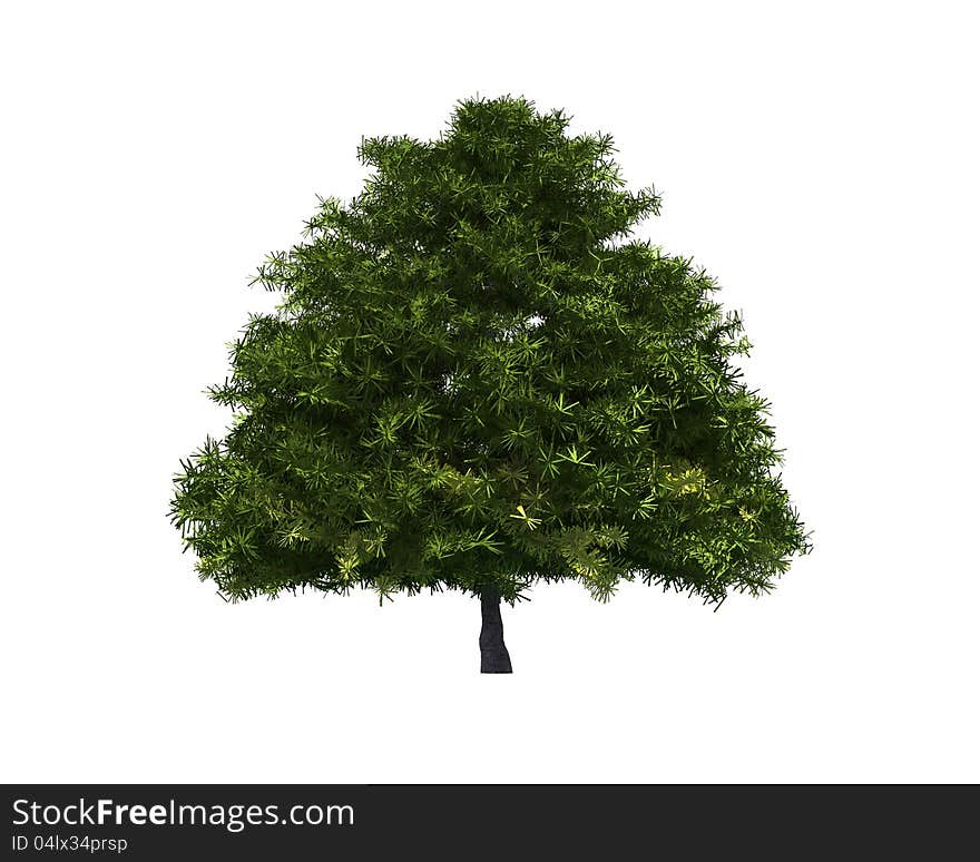 Tree isolated on a white background