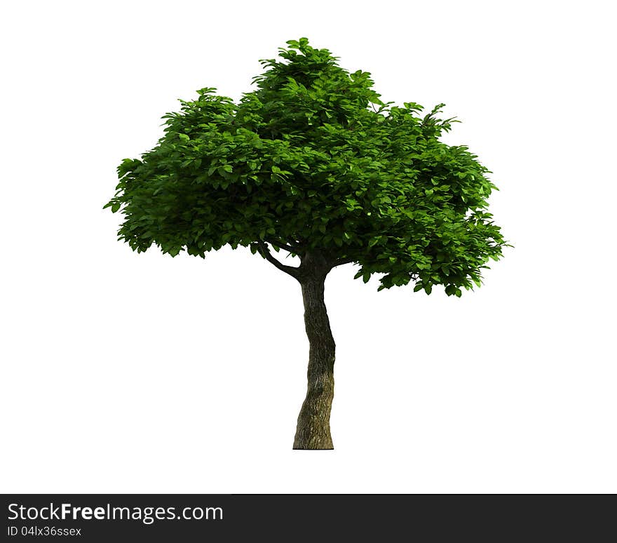 Green Tree isolated on a white background