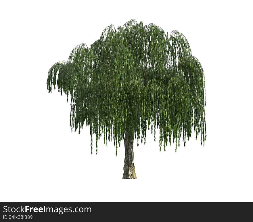 Green Tree isolated on a white background