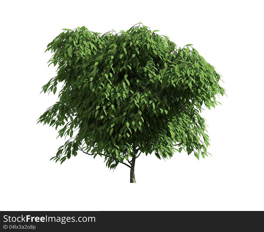 Green Tree isolated on a white background