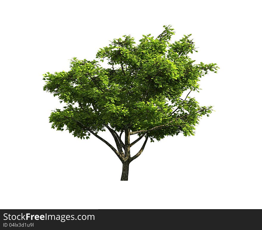 Green Tree isolated on a white background