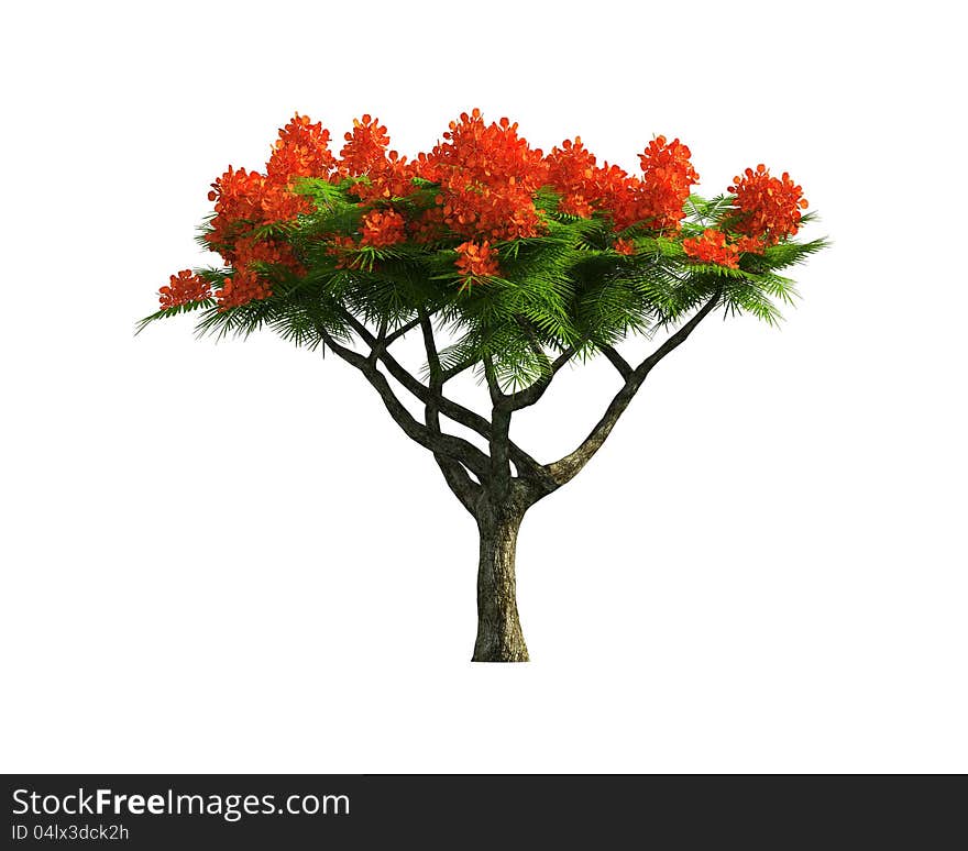 Green Tree isolated on a white background