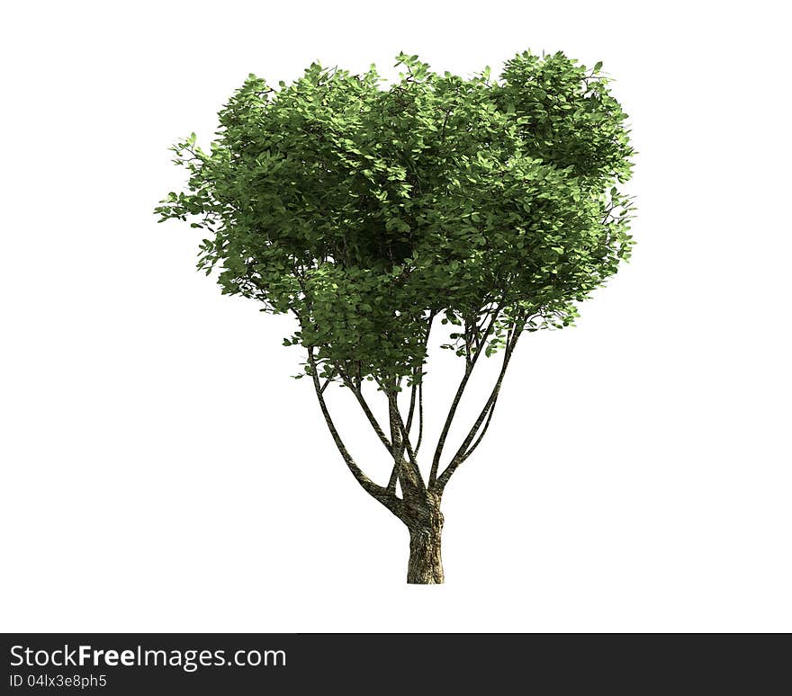 Tree isolated on a white background