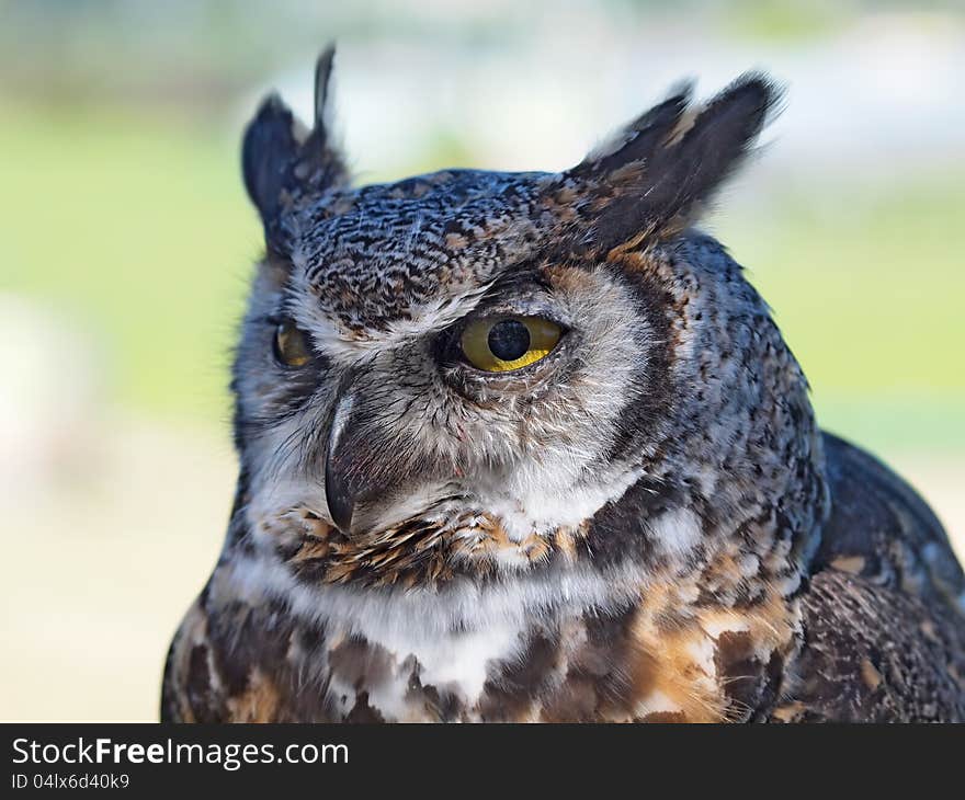 Great Horned Owl, &x28;Bubo virginianus&x29